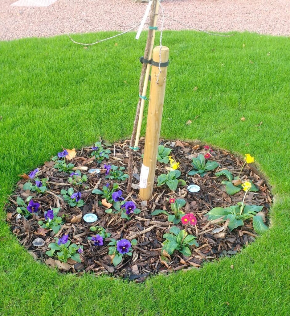 A young tree is staked in the centre of a small flower bed with colourful pansies, encircled by GARDEN RINGS and surrounded by fresh mulch and green grass.