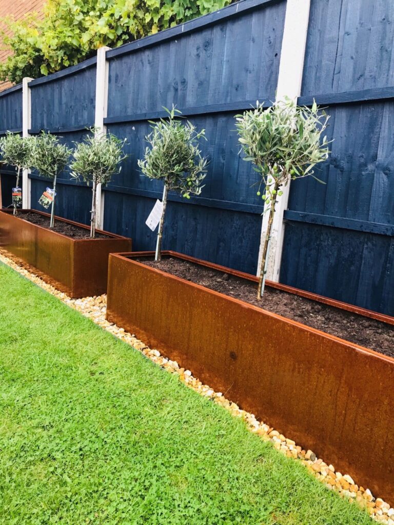 Four young olive trees in CUSTOM PLANTERs, set along a dark blue wooden fence with a border of small yellow stones on green grass.