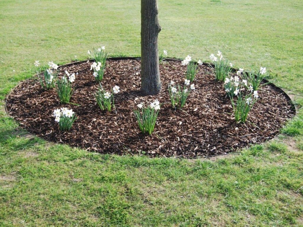 The GARDEN RINGS encircle a tree trunk, forming a tidy circular mulch bed with clusters of white flowers planted evenly around it, all set in a grassy area.