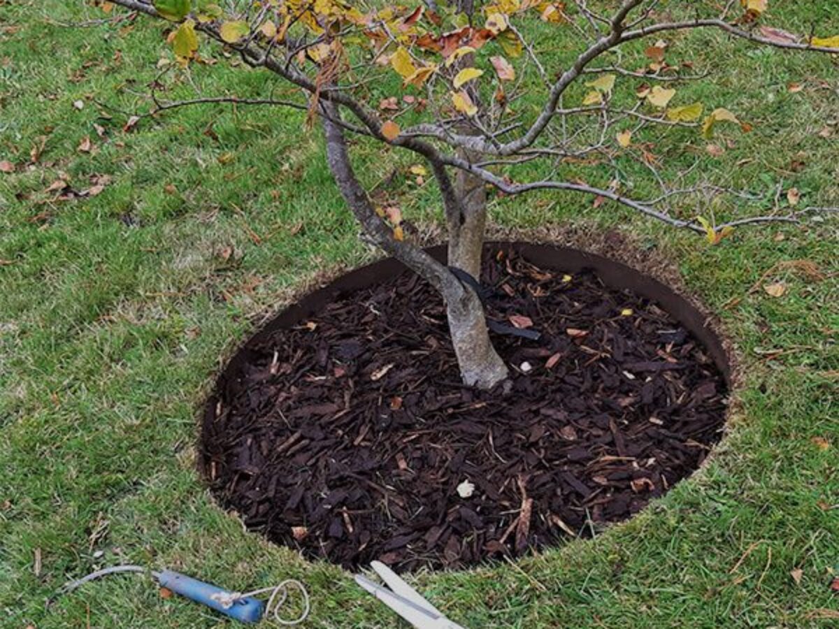 Steel Garden Tree Rings | Root Protection by EverEdge