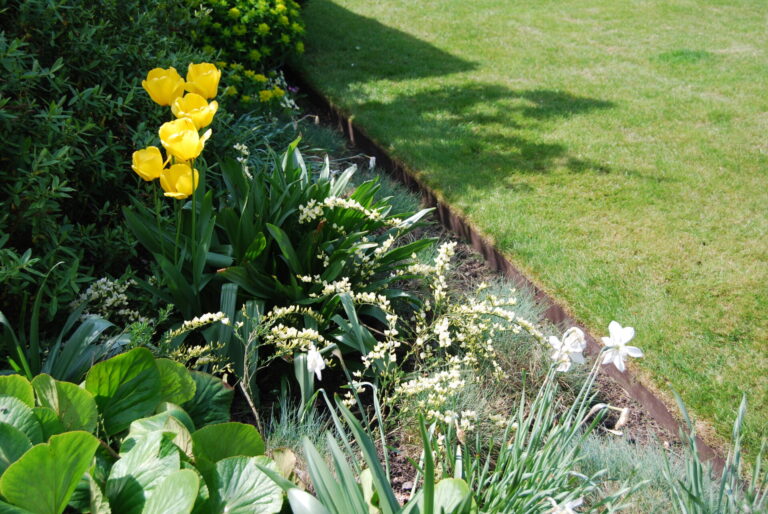 A garden bed with bright yellow tulips, white flowers, green plants, and neat grass in sunlight, bordered by CLASSIC flexible steel garden edging for a clean and defined look.